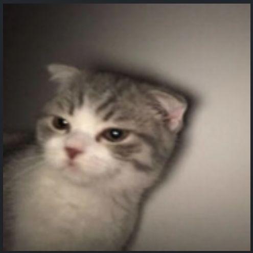 Szczurexq avatar