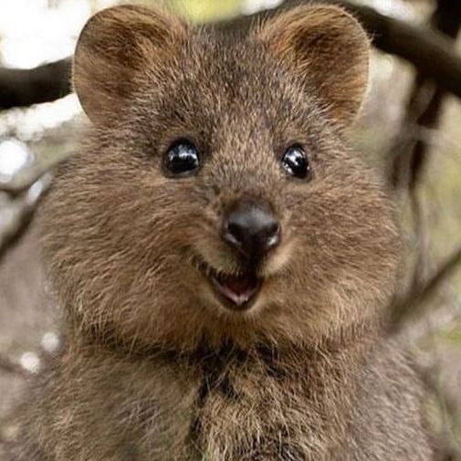 QuokkaSmile