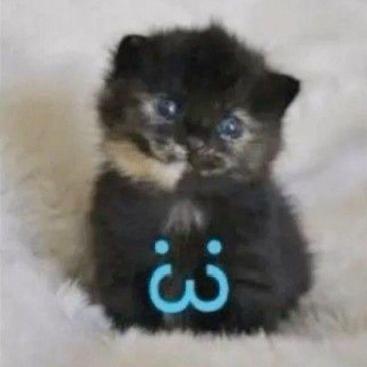 iceeDesert avatar