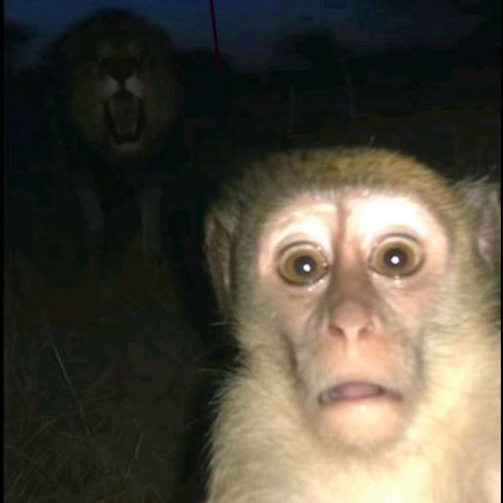 Ervvvv