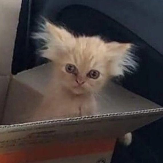 blinskiy9 avatar