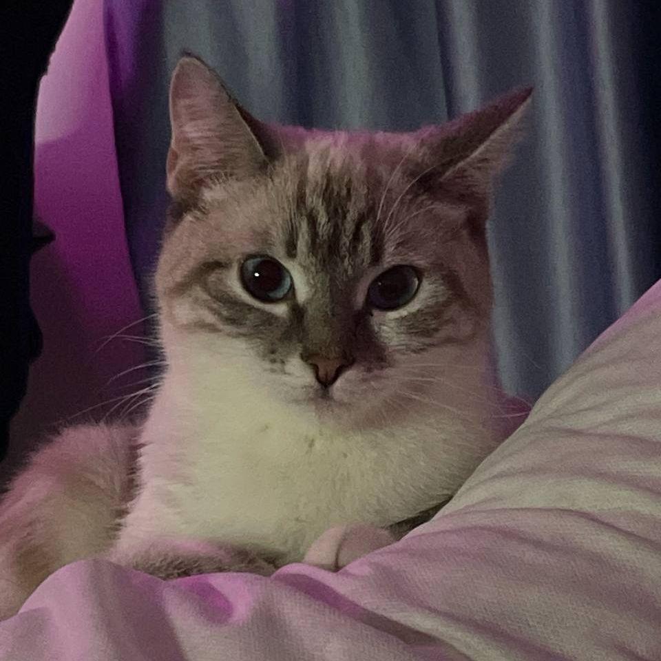 Sanchezzovv avatar