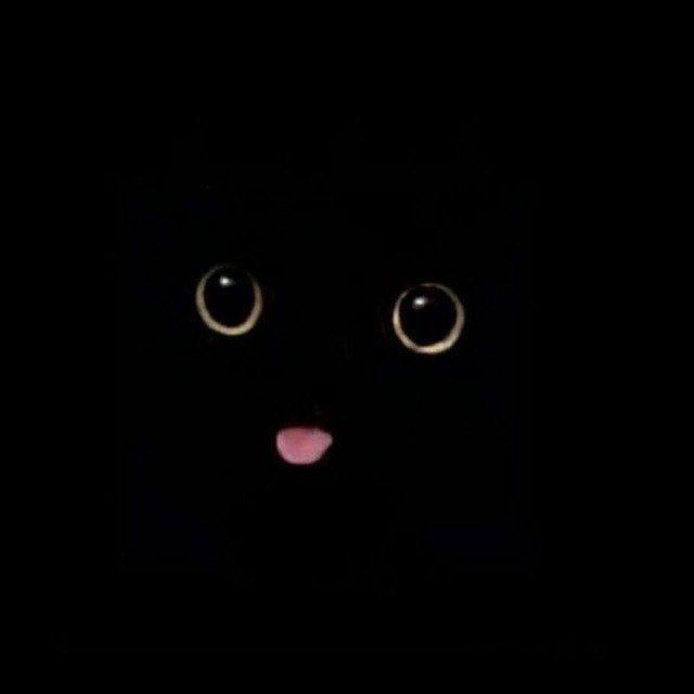 S1ngleForev avatar
