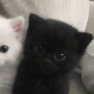wrlp FACEIT avatar