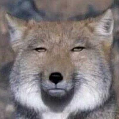 XZQTRRR avatar