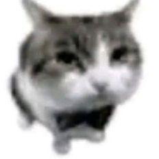 Liokfi avatar