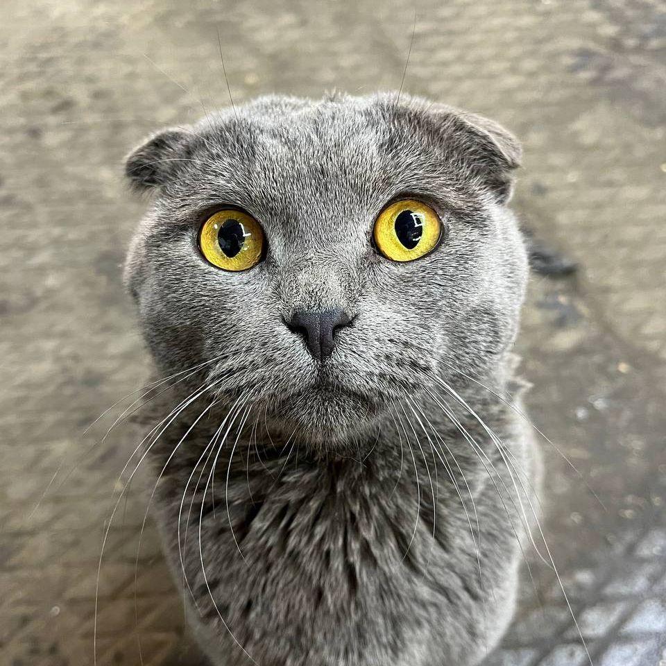 Ishimur0 avatar