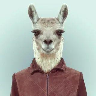kyccc avatar