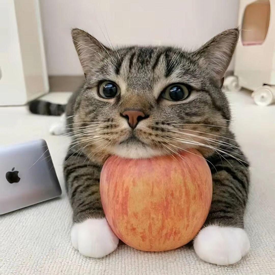 F4R11K avatar