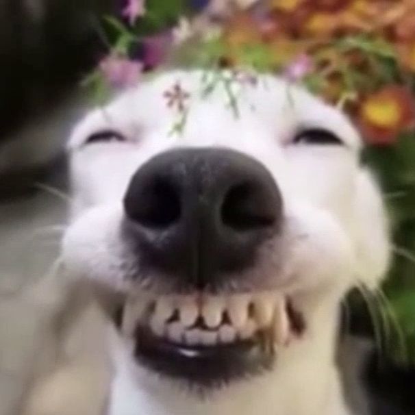Wutwy
