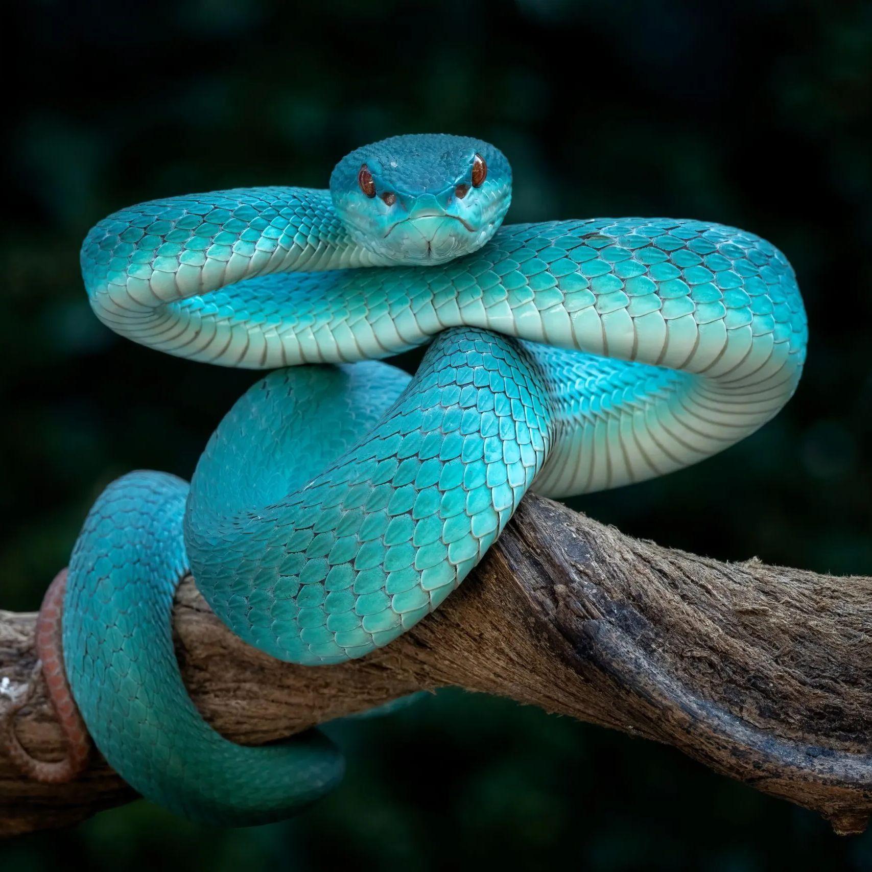 BlueViper avatar