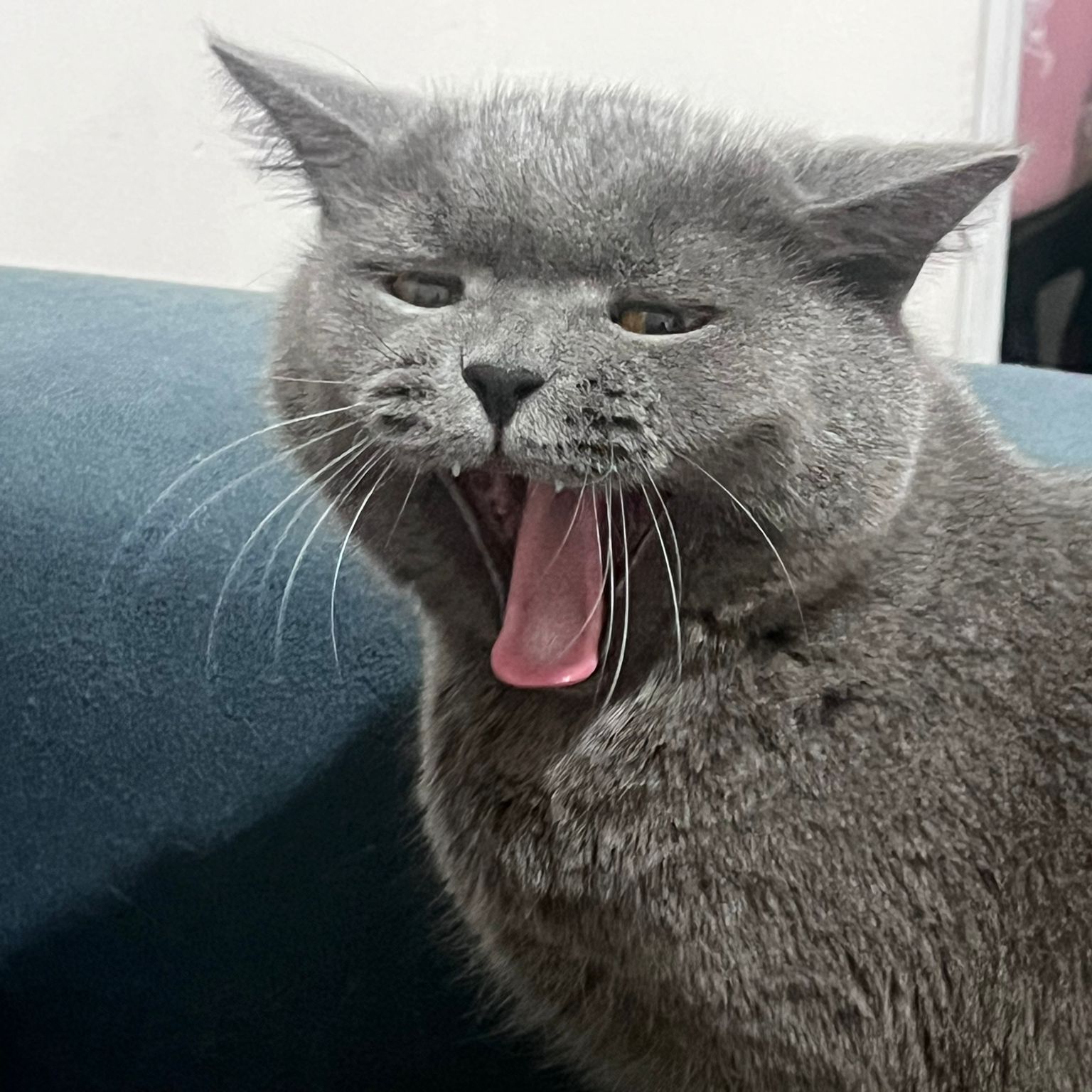 idbj avatar