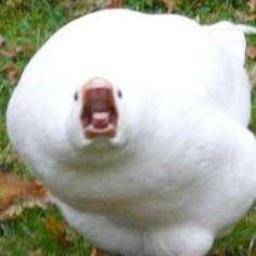 b01nk666 avatar