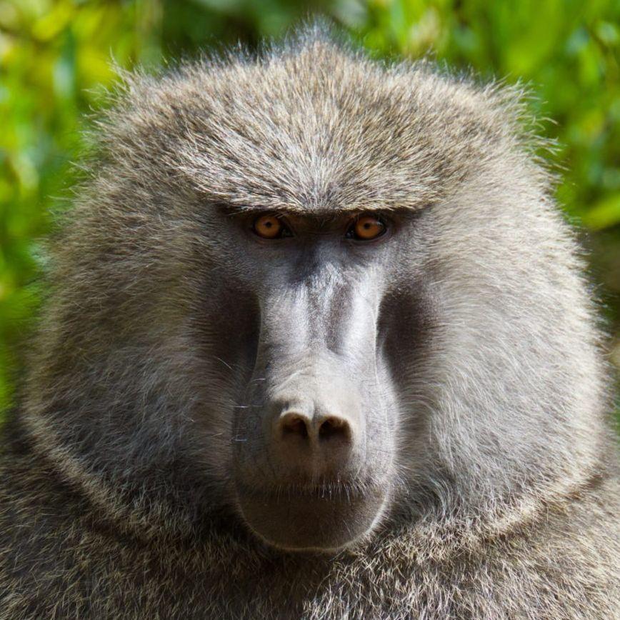 OliveBaboon avatar