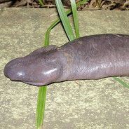 ANRELICO