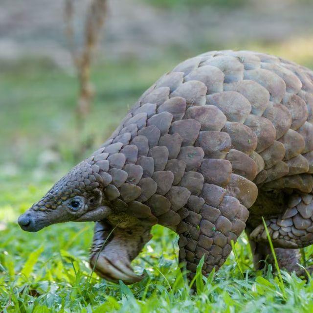 PANGOLINES