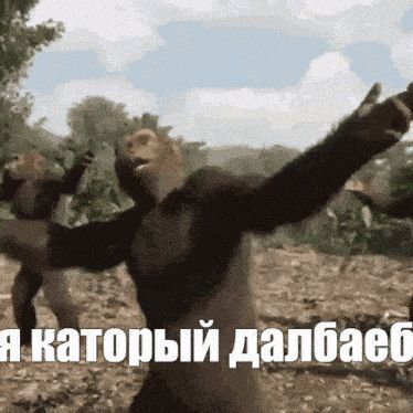 Polac1zgina