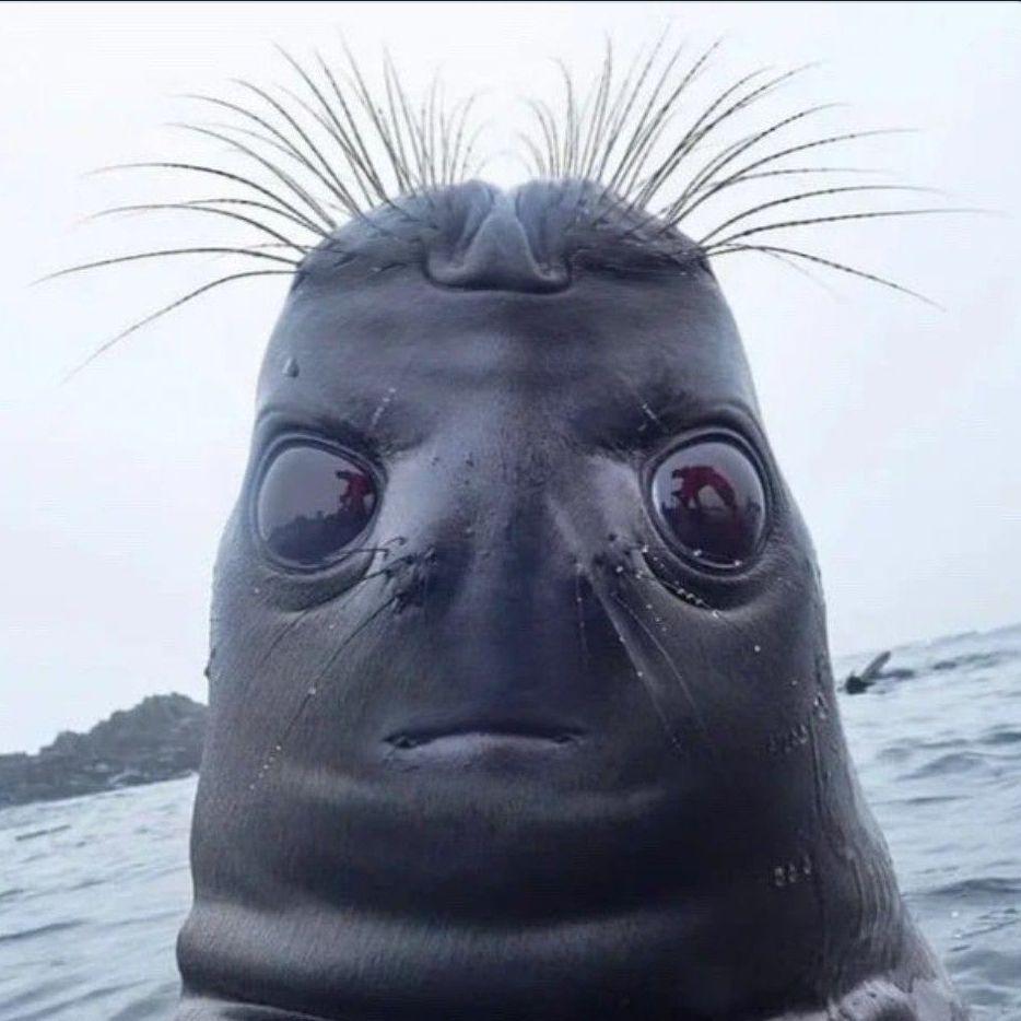 RobbyDobby avatar