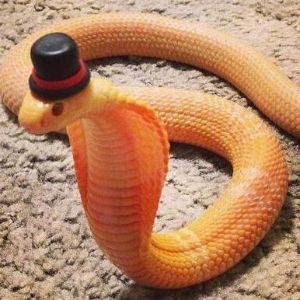 Snek6 avatar