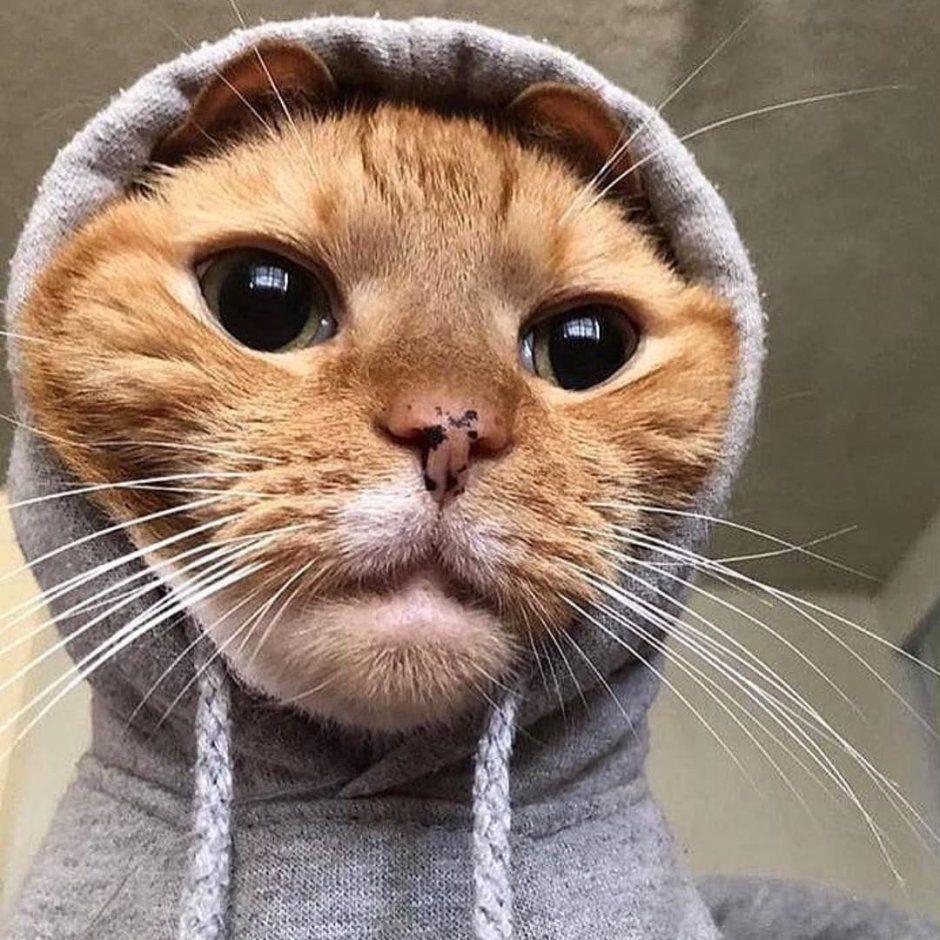 Ayukendzo avatar