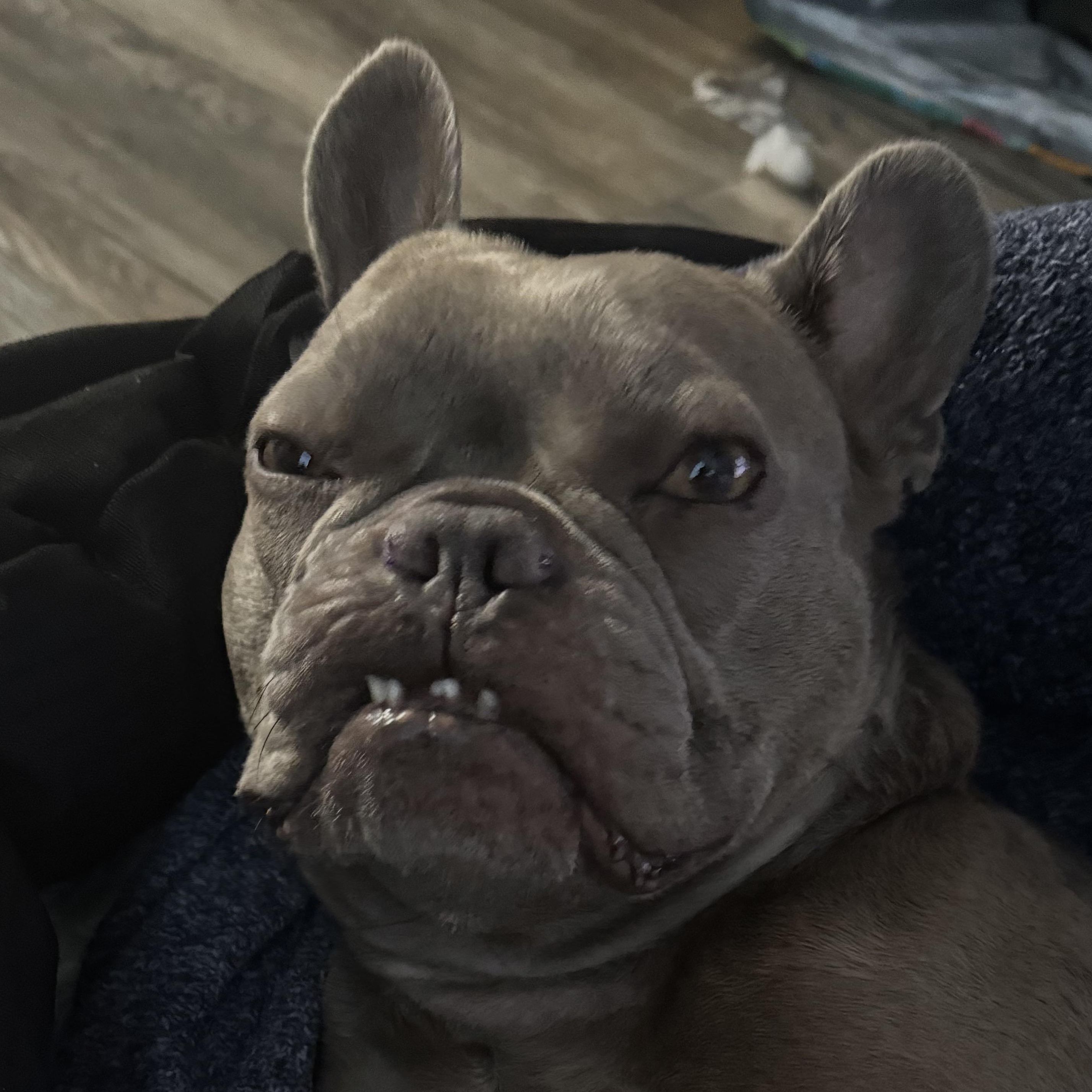 STIFFINHO FACEIT avatar