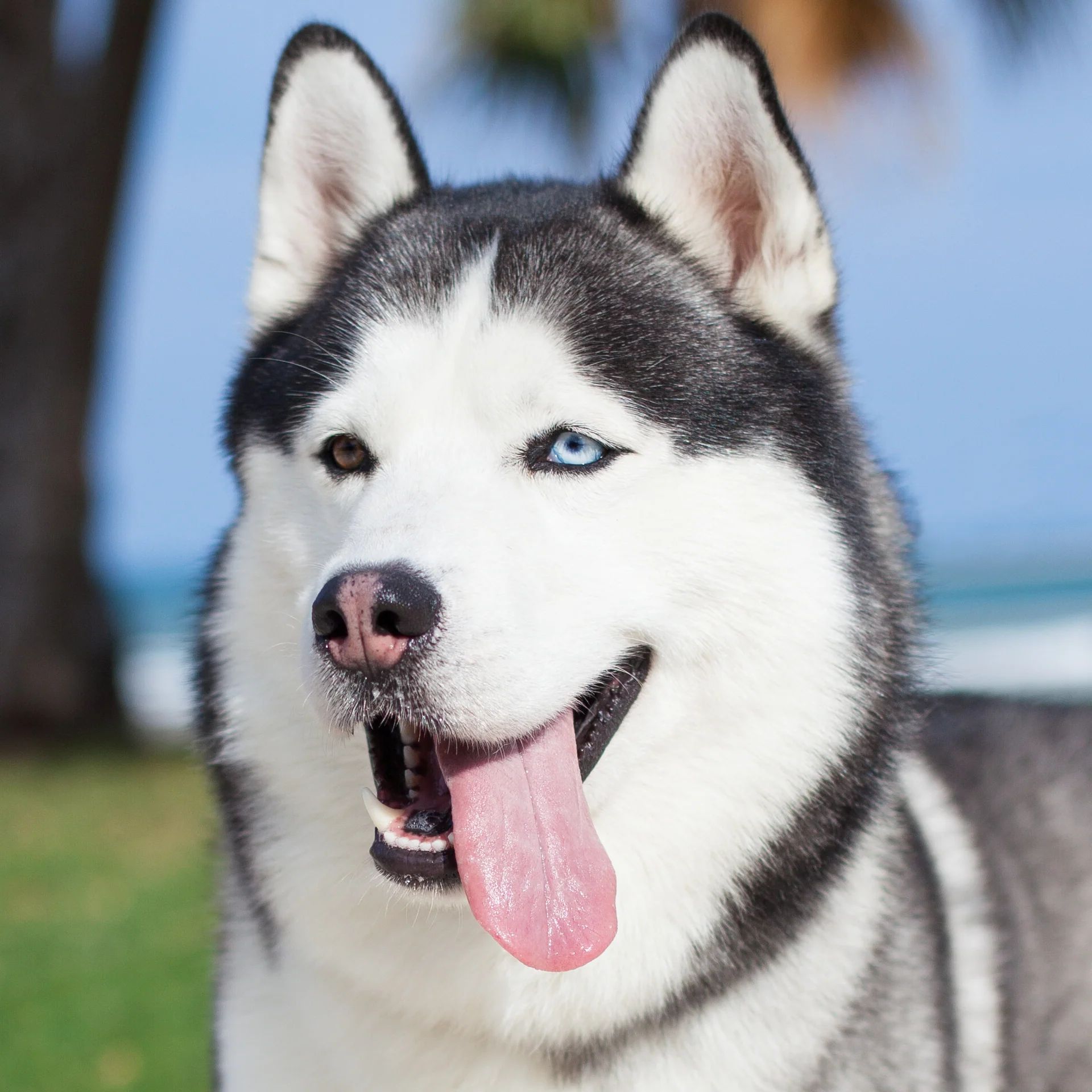 inside-husky