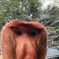 KepaJhote avatar