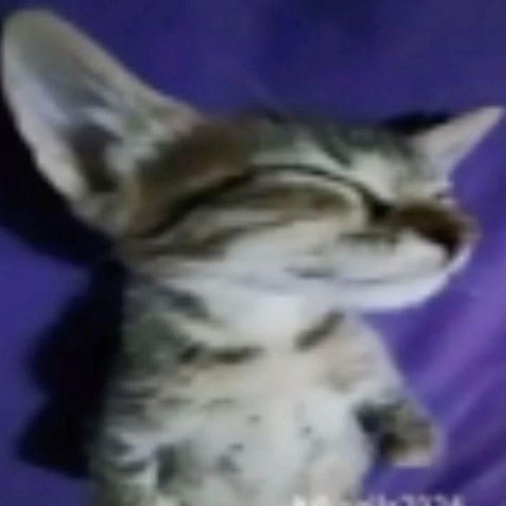 Zhekapain avatar