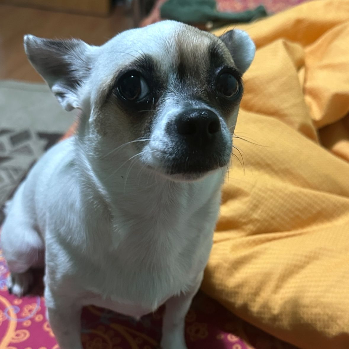 boiuboios