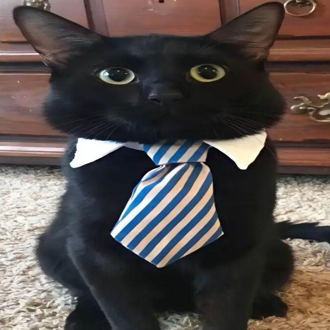 mchkn avatar