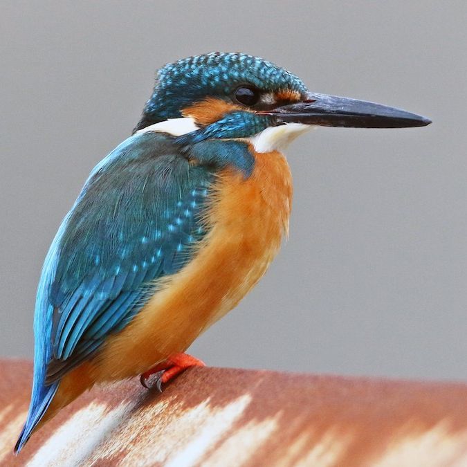 Kingfisher-