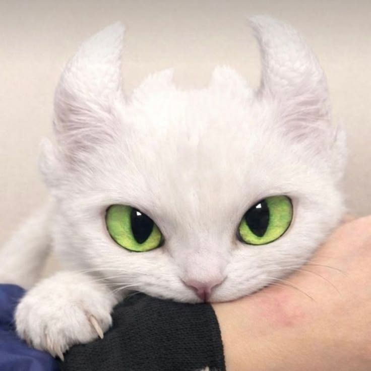 MrCattt1