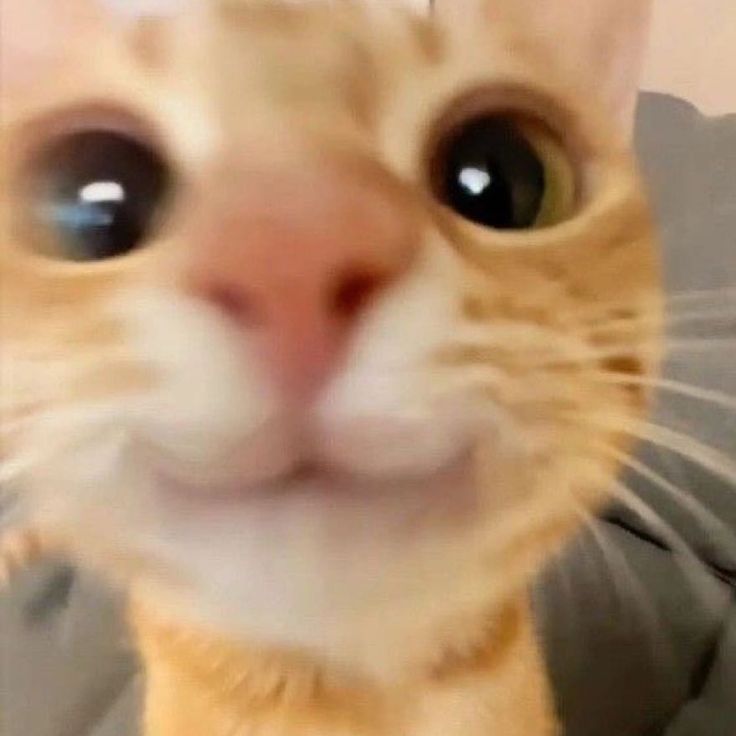 dekih