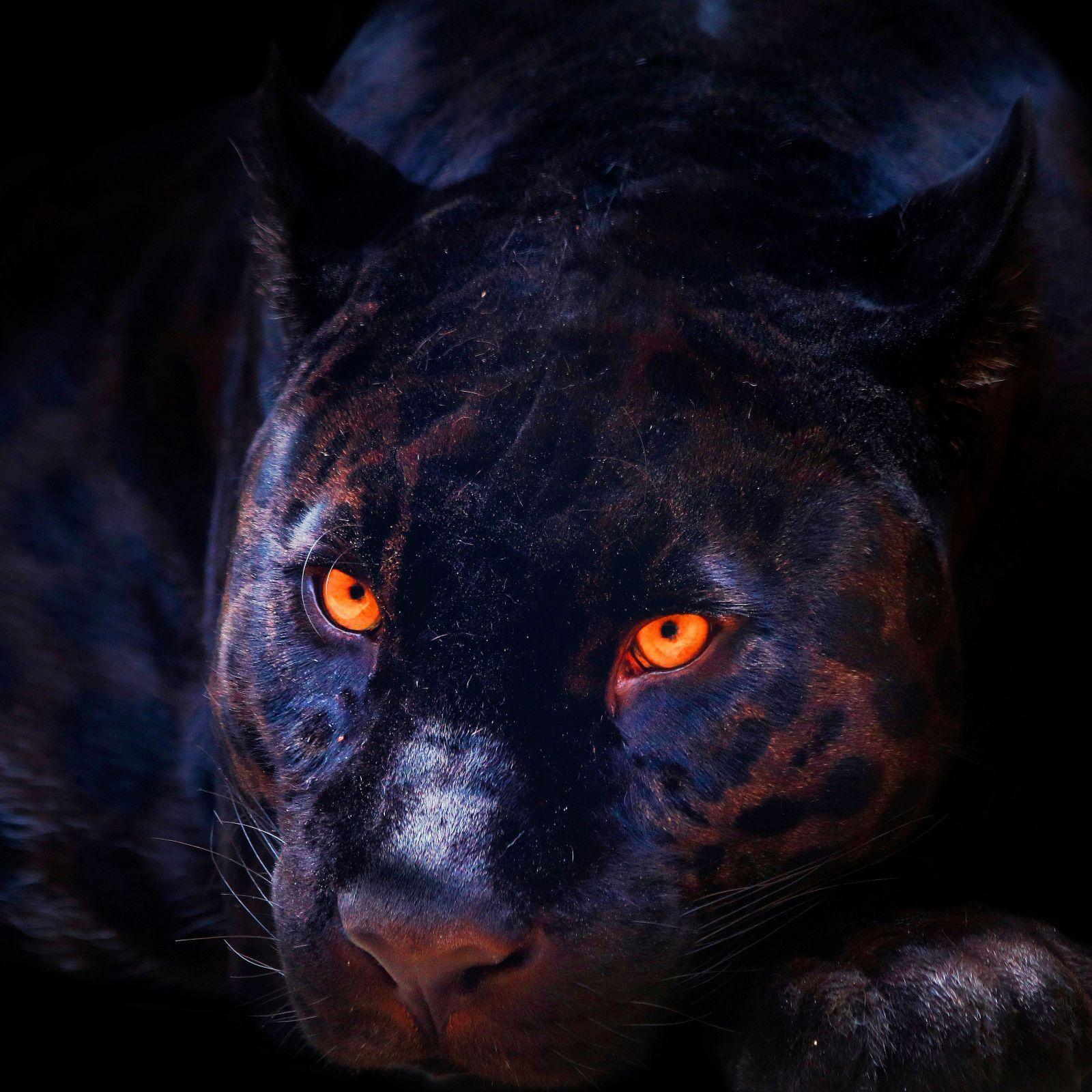Player PANTHER-S avatar