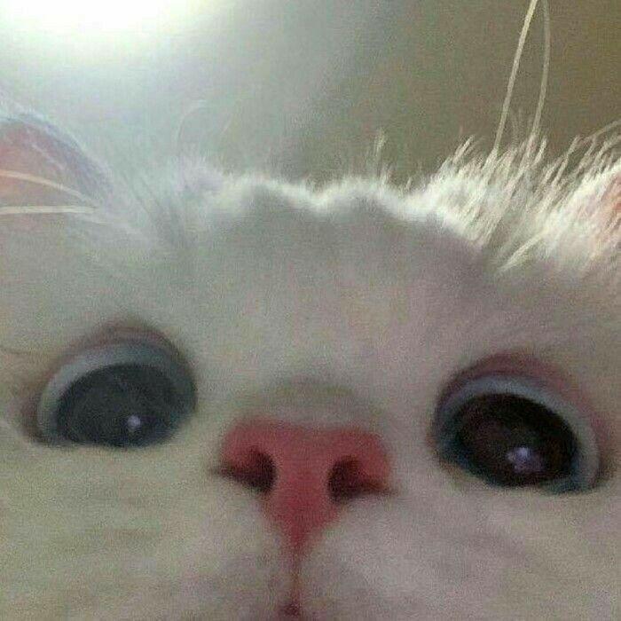 _igorektop1 avatar