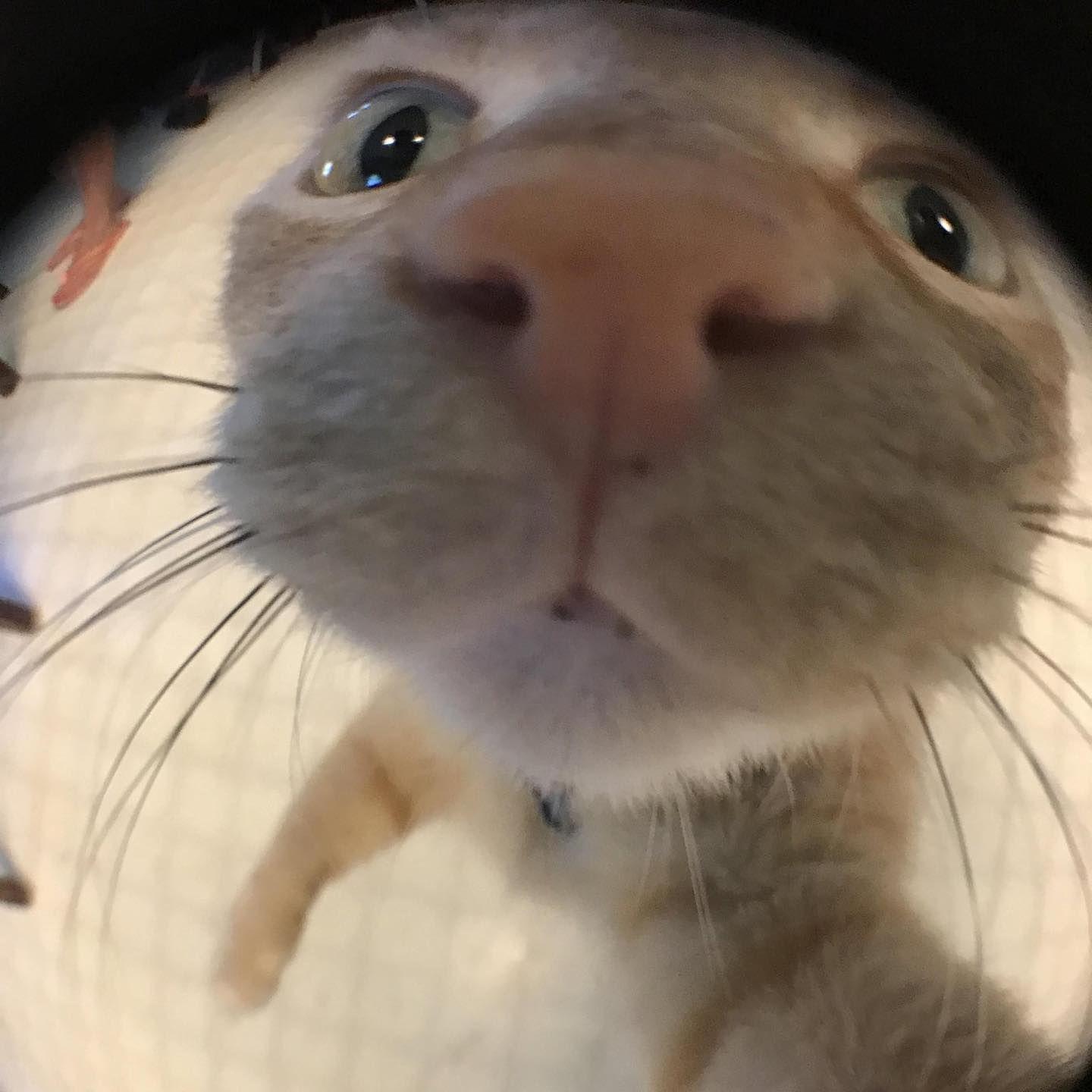 SpawnMatrix avatar