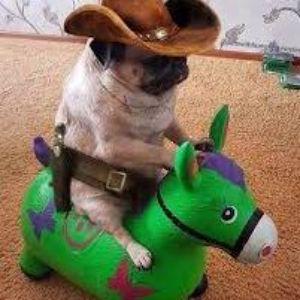 PugCowboy avatar