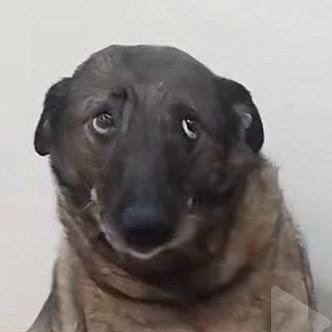 OldBonger