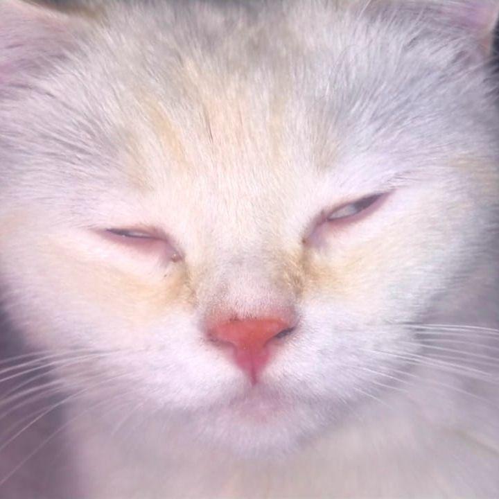 Veh3n avatar