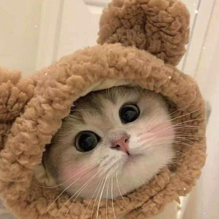 Sweet_Meow3