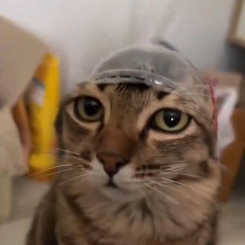 nanVicc avatar