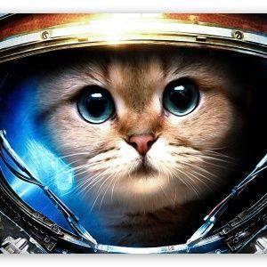 CatAsstrophy avatar
