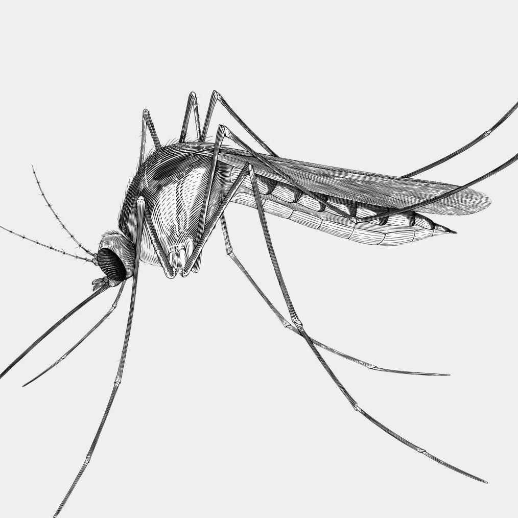 Mosquito3 avatar
