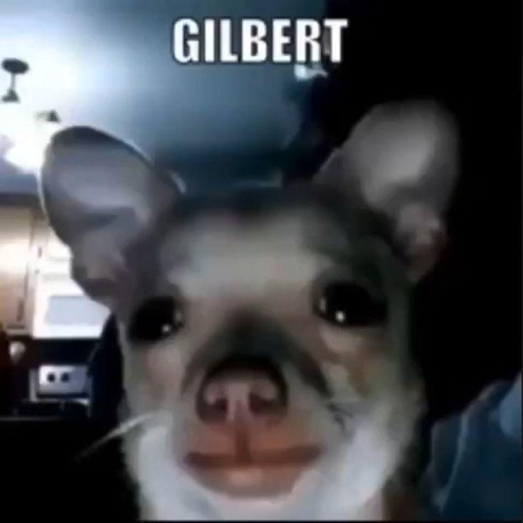 gilb3r7 avatar