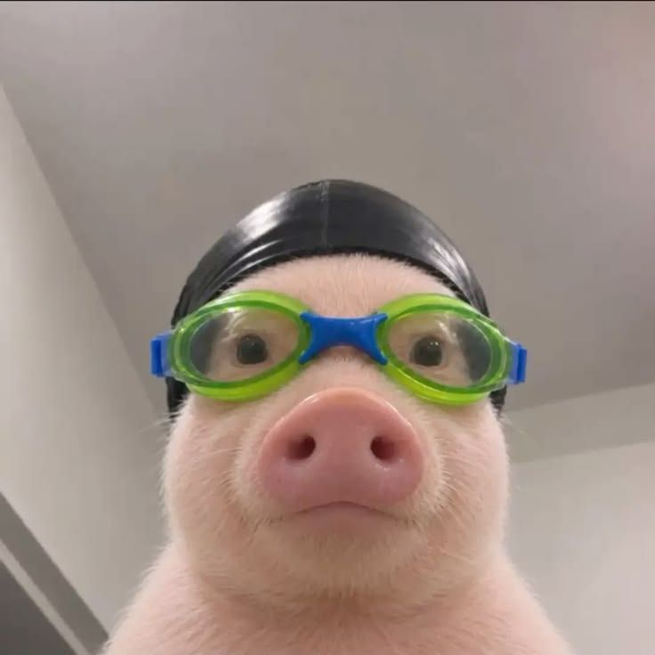 MaLOYi_pisyn