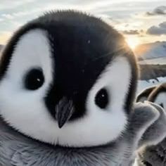 babuinu_