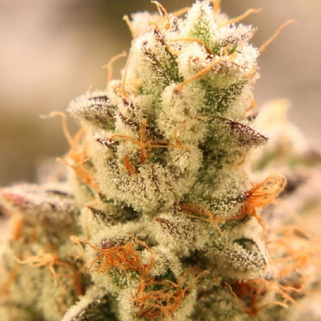 reefer_bM