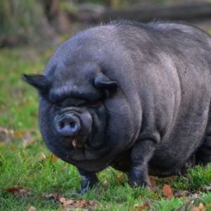 Mastferkel
