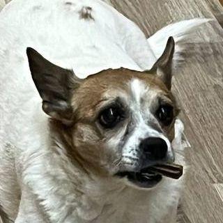 umalishennyi avatar