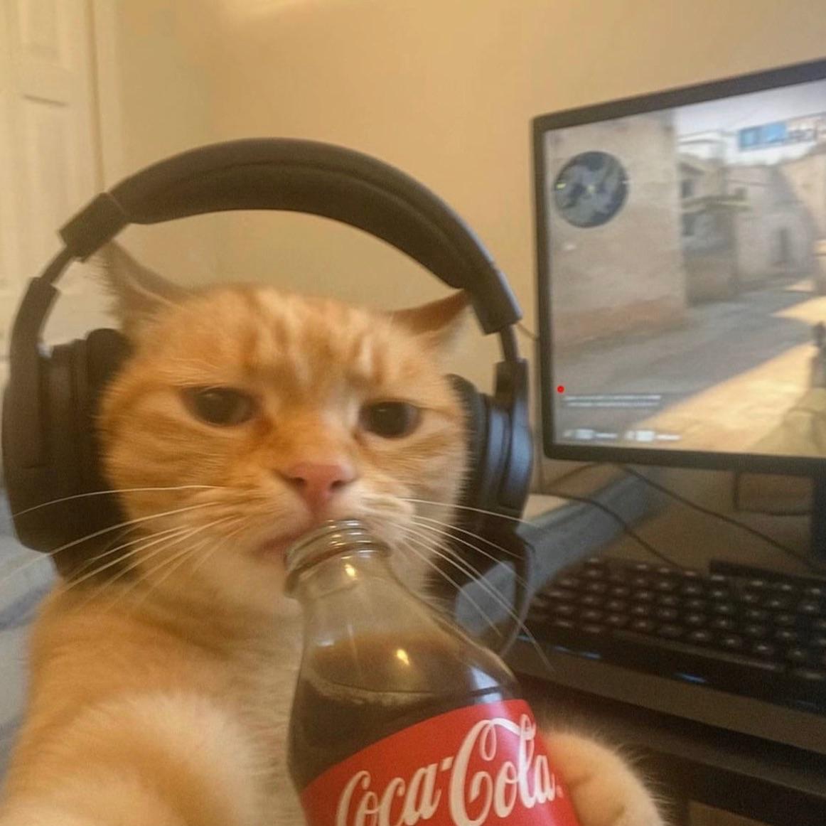 Rufus40 avatar